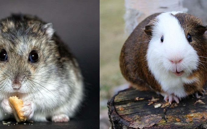 Cochon D'Inde Vs. Hamster. Quoi De Mieux : Un Cochon D'inde Ou Un Hamster ?